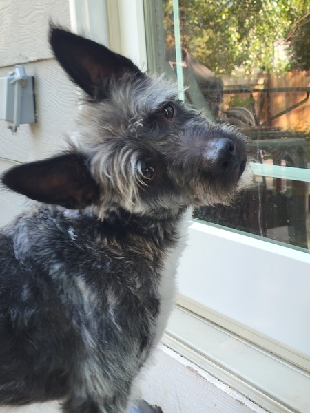 Entry image for Beau. Clicking this image will show a larger photo