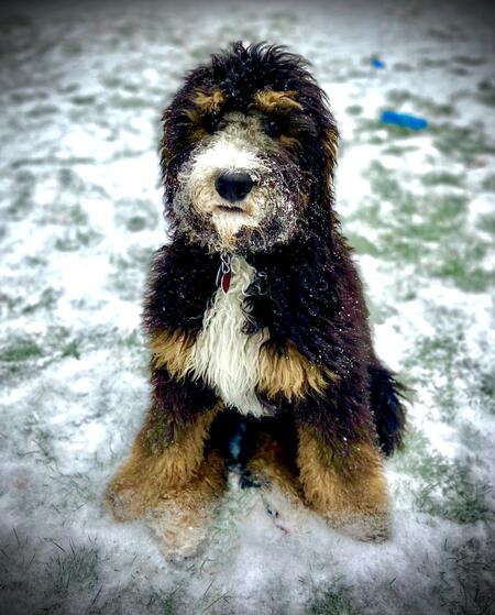 Entry image for Zoey. Clicking this image will show a larger photo