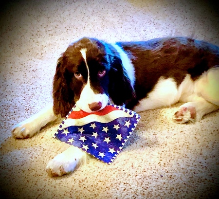 Entry image for Willow. Clicking this image will show a larger photo