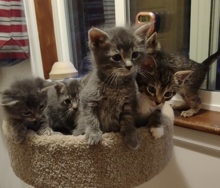 Entry image for 6 fosters. Clicking this image will show a larger photo