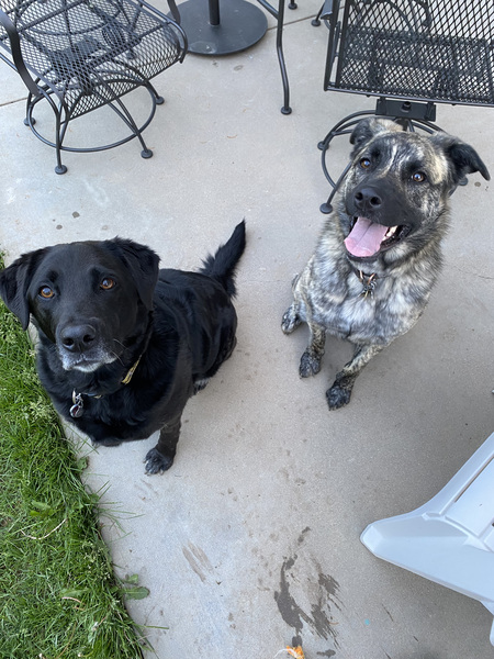 Entry image for Shelby and Cowboy. Clicking this image will show a larger photo