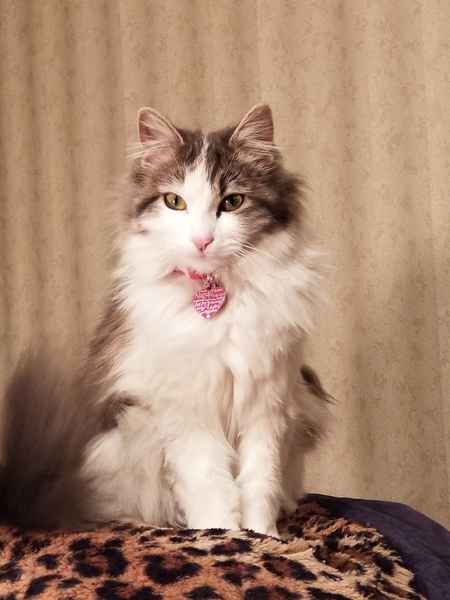 Entry image for Sugar. Clicking this image will show a larger photo