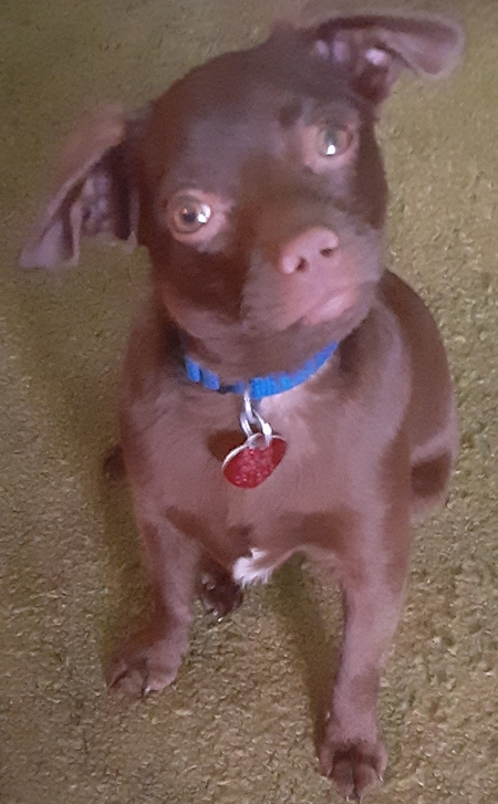 Entry image for Lil' Buster. Clicking this image will show a larger photo