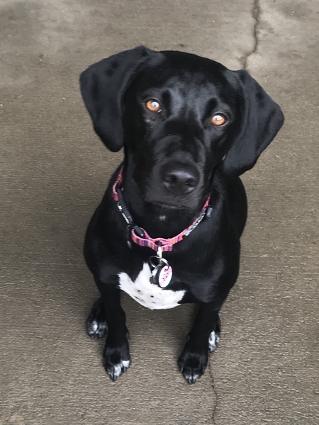 Entry image for Giggsy. Clicking this image will show a larger photo