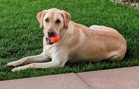 Entry image for Princess Leia. Clicking this image will show a larger photo