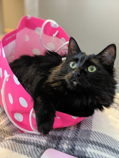 Entry image for Nori. Clicking this image will show a larger photo