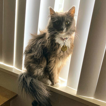 Entry image for Mabel May. Clicking this image will show a larger photo