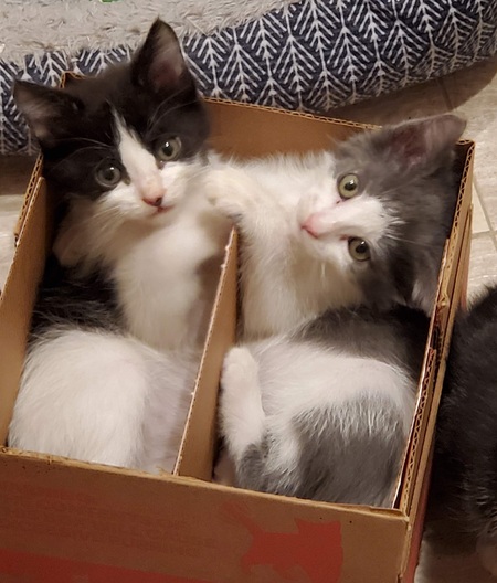 Entry image for Bessie & Dora. Clicking this image will show a larger photo