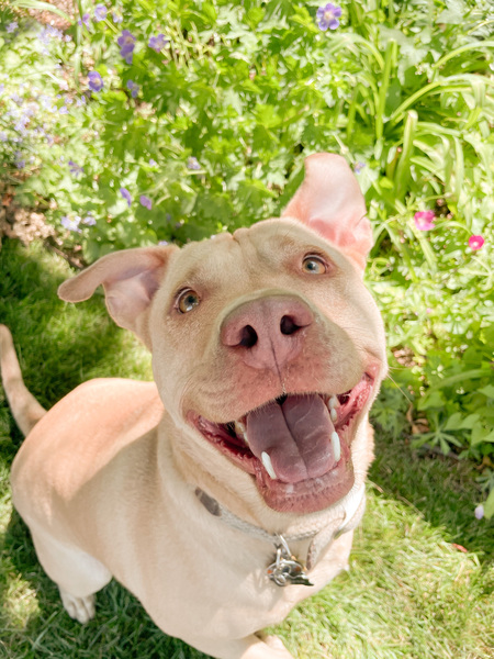 Entry image for Juniper. Clicking this image will show a larger photo