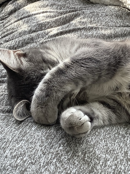 Entry image for Willow . Clicking this image will show a larger photo