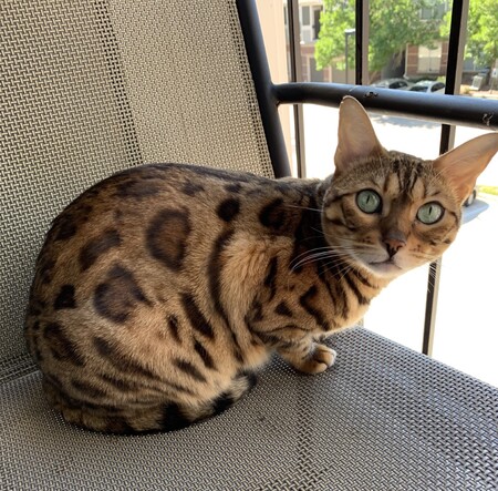 Entry image for Pickles. Clicking this image will show a larger photo