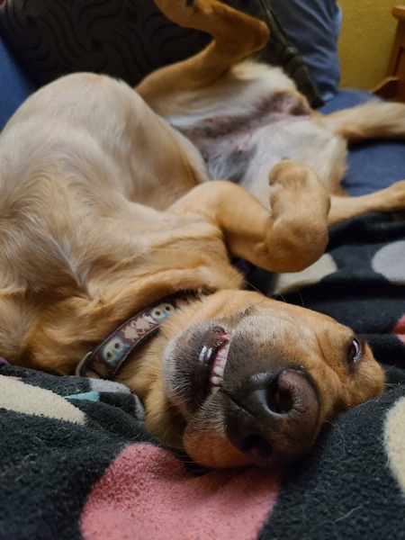 Entry image for Luna. Clicking this image will show a larger photo