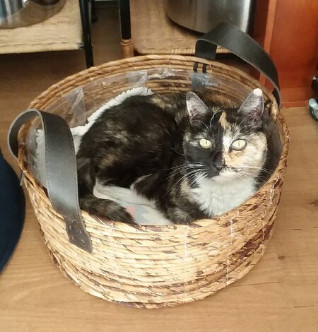 Entry image for Mittens. Clicking this image will show a larger photo