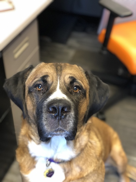 Entry image for Osito. Clicking this image will show a larger photo