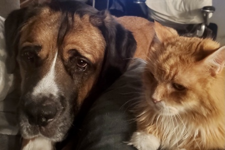 Entry image for Osito & Gato. Clicking this image will show a larger photo