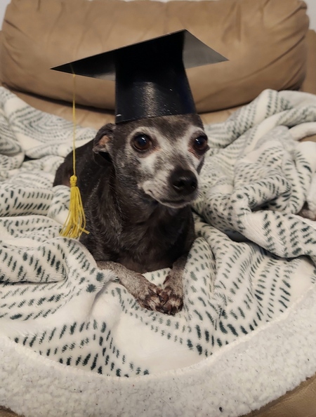 Entry image for Maury. Clicking this image will show a larger photo