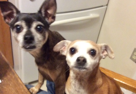 Entry image for Roscoe & Pinon. Clicking this image will show a larger photo