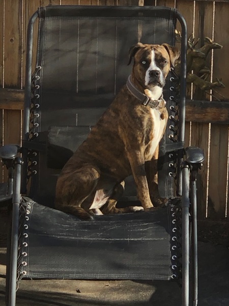 Entry image for Roxy. Clicking this image will show a larger photo