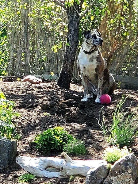 Entry image for TJ. Clicking this image will show a larger photo