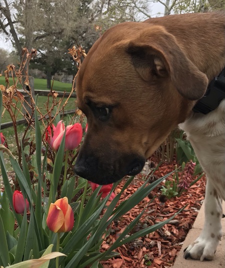 Entry image for Cooper. Clicking this image will show a larger photo