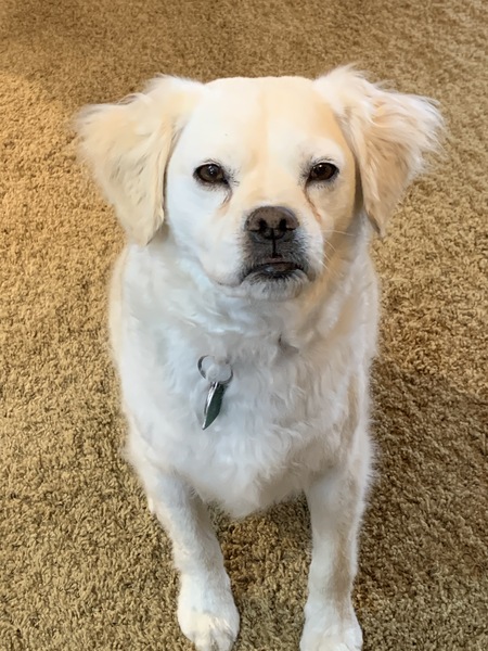 Entry image for Arnie (Arnold Palmer). Clicking this image will show a larger photo