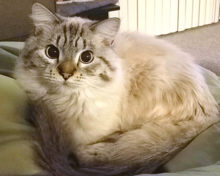 Entry image for Chance. Clicking this image will show a larger photo