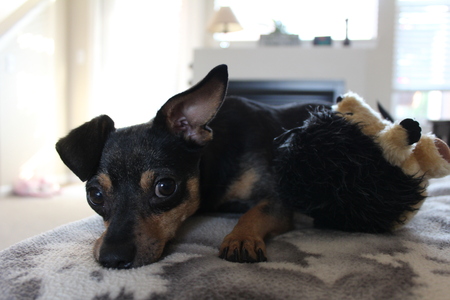 Entry image for Hoyt. Clicking this image will show a larger photo