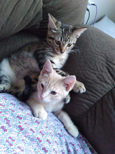 Entry image for Helios and Selene . Clicking this image will show a larger photo