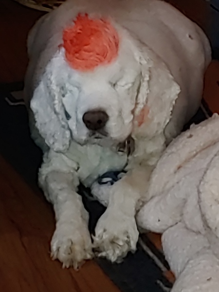 Entry image for Tango. Clicking this image will show a larger photo