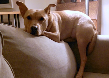 Entry image for Lucy. Clicking this image will show a larger photo