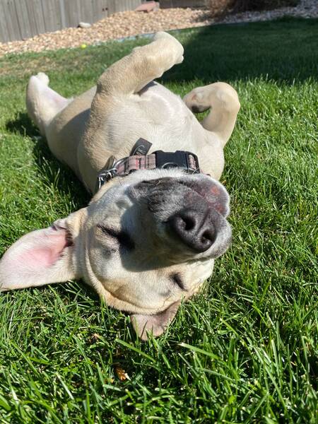 Entry image for Elle. Clicking this image will show a larger photo