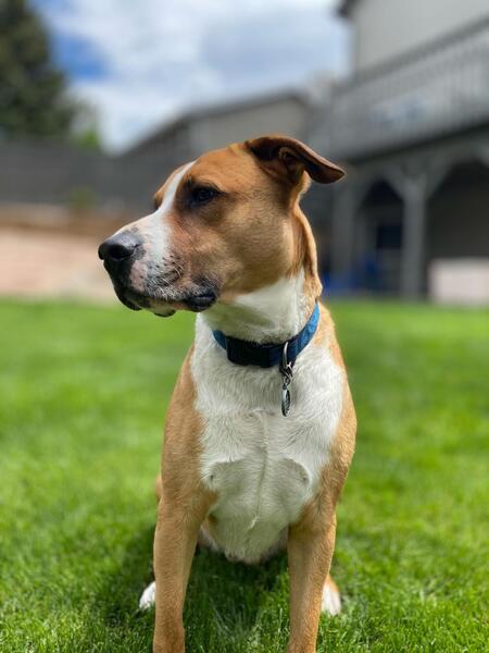 Entry image for Woody. Clicking this image will show a larger photo