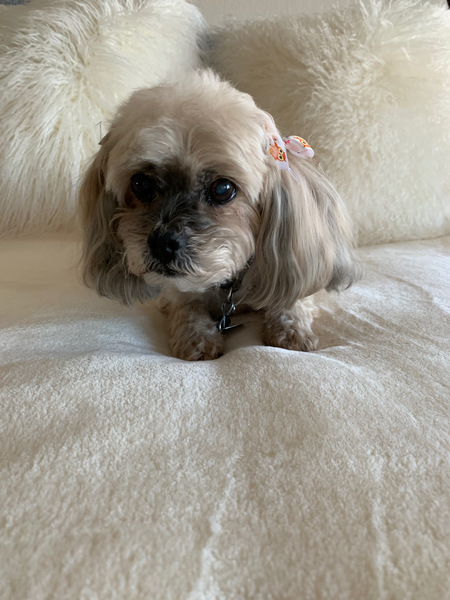 Entry image for Chloe. Clicking this image will show a larger photo