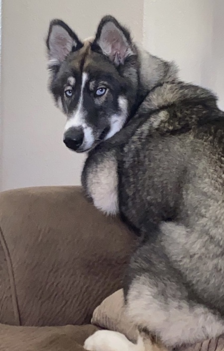 Entry image for Lucy. Clicking this image will show a larger photo