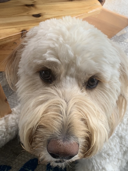 Entry image for Eliza. Clicking this image will show a larger photo