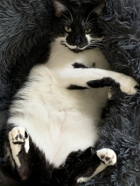 Entry image for Mozart. Clicking this image will show a larger photo