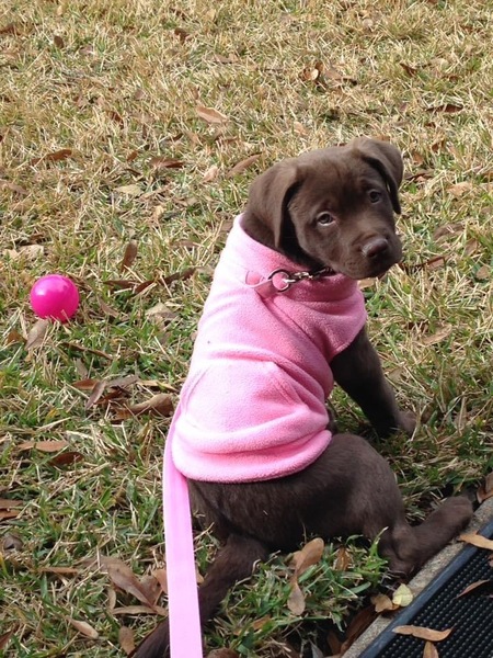 Entry image for Chelsey . Clicking this image will show a larger photo