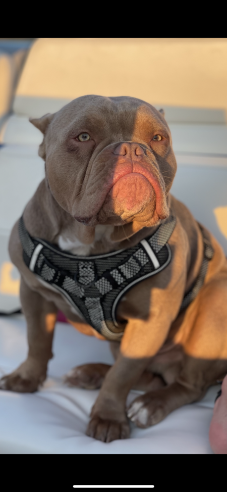 Entry image for Diesel Johnson. Clicking this image will show a larger photo