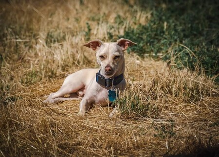 Entry image for Dobby. Clicking this image will show a larger photo