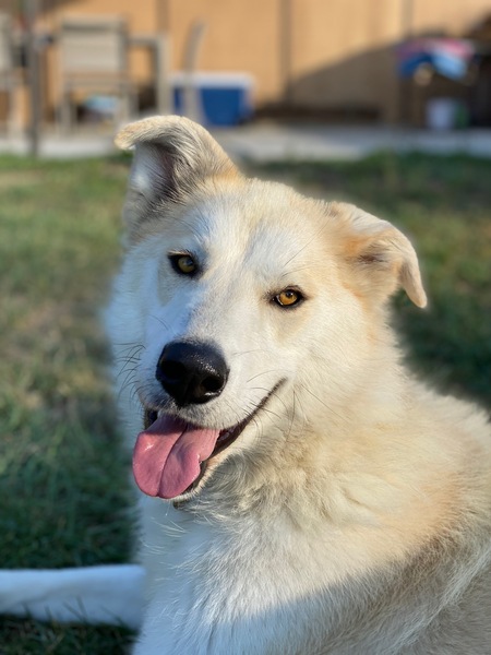 Entry image for Luna. Clicking this image will show a larger photo