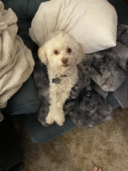 Entry image for Ricky. Clicking this image will show a larger photo