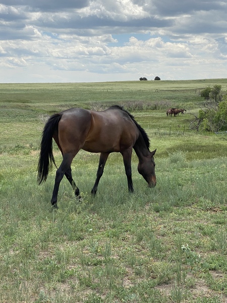 Entry image for Dreamcatcher . Clicking this image will show a larger photo