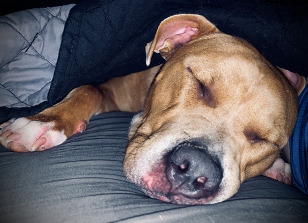 Entry image for Yoda bear. Clicking this image will show a larger photo