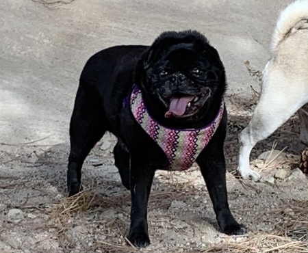 Entry image for Otis. Clicking this image will show a larger photo