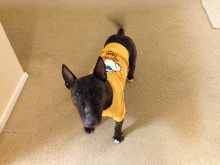 Entry image for Zeke. Clicking this image will show a larger photo