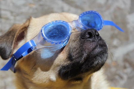 Entry image for Buddy. Clicking this image will show a larger photo