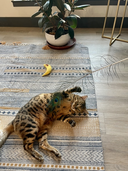 Entry image for Mango. Clicking this image will show a larger photo