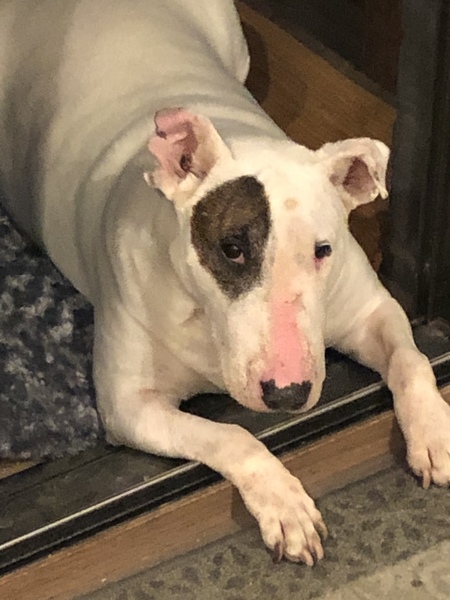 Entry image for Penny. Clicking this image will show a larger photo