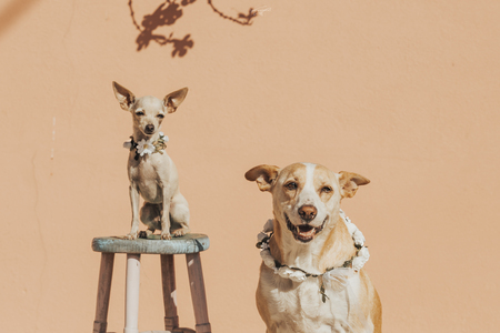 Entry image for Kwanza & Eva. Clicking this image will show a larger photo