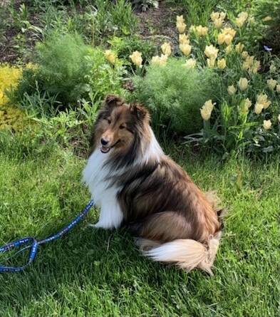 Entry image for Dash. Clicking this image will show a larger photo